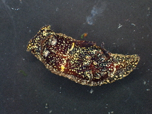  ( - SWTA340)  @11 [ ] by-sa  Unspecified Unspecified