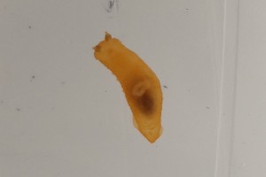  (Gymnodoris citrina - SWTA347)  @11 [ ] by-sa  Unspecified Unspecified