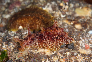  ( - SWTA045)  @11 [ ] by-sa  Unspecified Unspecified