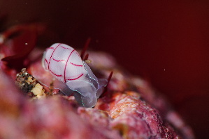  ( - SWTA046)  @11 [ ] by-sa  Unspecified Unspecified