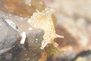  (Aplysia kurodai - SWTA061)  @11 [ ] CreativeCommons - Attribution Share-Alike (2026) Unspecified Chiba University