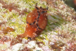  (Aplysia japonica - SWTA069)  @11 [ ] CreativeCommons - Attribution Share-Alike (2026) Unspecified Chiba University