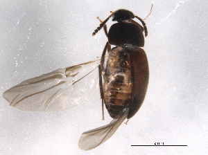  ( - BIOUG04554-G12)  @13 [ ] CreativeCommons - Attribution (2014) CBG Photography Group Centre for Biodiversity Genomics
