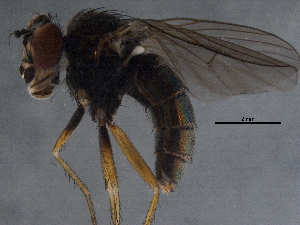  ( - BIOUG04741-D03)  @12 [ ] CreativeCommons - Attribution (2014) CBG Photography Group Centre for Biodiversity Genomics