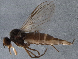  (Rhamphomyia acuta - BIOUG04741-G10)  @14 [ ] CC-0 (2014) CBG Photography Group Centre for Biodiversity Genomics