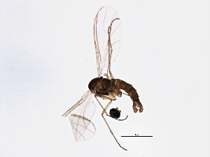  ( - BIOUG04891-F07)  @12 [ ] CreativeCommons - Attribution (2014) CBG Photography Group Centre for Biodiversity Genomics