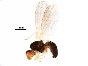  (Psilinae - BIOUG05008-B12)  @15 [ ] CreativeCommons - Attribution (2016) CBG Photography Group Centre for Biodiversity Genomics