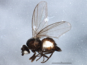 ( - BIOUG05008-D03)  @12 [ ] CreativeCommons - Attribution (2014) CBG Photography Group Centre for Biodiversity Genomics