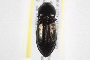  ( - BIOUG05250-A09)  @13 [ ] CreativeCommons - Attribution (2014) CBG Photography Group Centre for Biodiversity Genomics