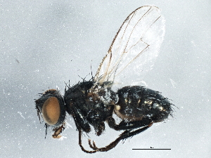  (Tetramerinx - BIOUG05430-C04)  @16 [ ] CreativeCommons - Attribution (2014) CBG Photography Group Centre for Biodiversity Genomics