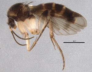  (Mycetophila eppingensis - BIOUG06527-A02)  @14 [ ] CreativeCommons - Attribution (2014) CBG Photography Group Centre for Biodiversity Genomics