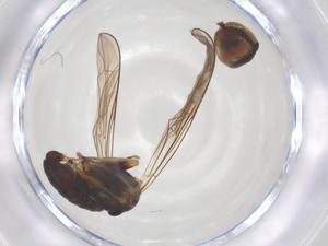  ( - BIOUG06888-E12)  @11 [ ] CreativeCommons - Attribution Share - Alike (2025) Centre for Biodiversity Genomics Centre for Biodiversity Genomics