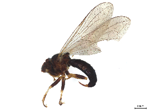  ( - BIOUG08710-G11)  @11 [ ] CreativeCommons - Attribution (2025) CBG Photography Group Centre for Biodiversity Genomics