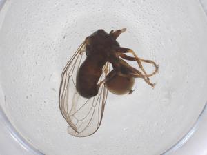  ( - BIOUG08846-F06)  @11 [ ] CreativeCommons - Attribution Share - Alike (2025) Centre for Biodiversity Genomics Centre for Biodiversity Genomics