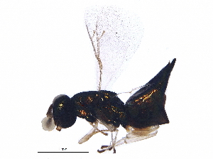  ( - BIOUG08941-F12)  @13 [ ] CreativeCommons - Attribution (2015) CBG Photography Group Centre for Biodiversity Genomics