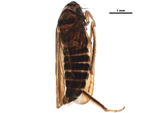  ( - BIOUG09367-F09)  @11 [ ] CreativeCommons - Attribution (2018) CBG Photography Group Centre for Biodiversity Genomics