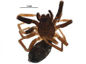  ( - BIOUG09415-C09)  @12 [ ] CreativeCommons - Attribution (2016) CBG Photography Group Centre for Biodiversity Genomics