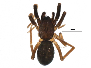  ( - BIOUG09501-A03)  @12 [ ] CreativeCommons - Attribution (2016) CBG Photography Group Centre for Biodiversity Genomics