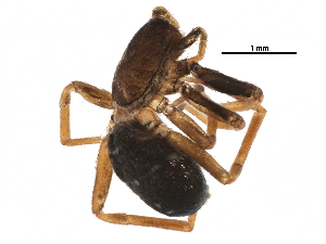  ( - BIOUG09501-A04)  @12 [ ] CreativeCommons - Attribution (2016) CBG Photography Group Centre for Biodiversity Genomics