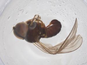  ( - BIOUG09604-H08)  @11 [ ] CreativeCommons - Attribution Share - Alike (2025) Centre for Biodiversity Genomics Centre for Biodiversity Genomics