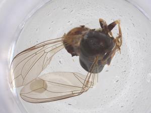  ( - BIOUG09616-A03)  @11 [ ] CreativeCommons - Attribution Share - Alike (2025) Centre for Biodiversity Genomics Centre for Biodiversity Genomics