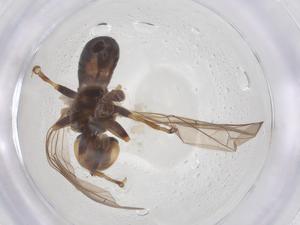  ( - BIOUG09616-G10)  @11 [ ] CreativeCommons - Attribution Share - Alike (2025) Centre for Biodiversity Genomics Centre for Biodiversity Genomics