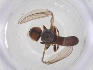  ( - BIOUG09617-E09)  @11 [ ] CreativeCommons - Attribution Share - Alike (2025) Centre for Biodiversity Genomics Centre for Biodiversity Genomics