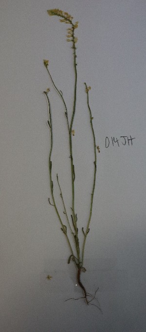  (Stackhousia - CCDB-44155-A10)  @11 [ ] by-nc (2023) Justin Holder Flinders University