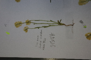  (Celastraceae - CCDB-44155-H11)  @11 [ ] by-nc (2023) Justin Holder Flinders University