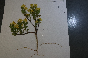  ( - CCDB-44155-F12)  @11 [ ] by-nc (2023) Justin Holder Flinders University