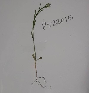  (Celastraceae - CCDB-44151-B02)  @11 [ ] by-nc (2023) Justin Holder Flinders University