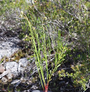 ( - CCDB-44151-C03)  @11 [ ] by-nc (2023) Justin Holder Flinders University