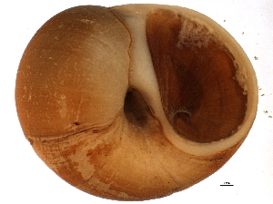  ( - BIOUG12646-B11)  @12 [ ] CreativeCommons - Attribution (2014) CBG Photography Group Centre for Biodiversity Genomics