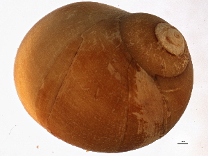  ( - BIOUG12646-B11)  @13 [ ] CreativeCommons - Attribution (2014) CBG Photography Group Centre for Biodiversity Genomics