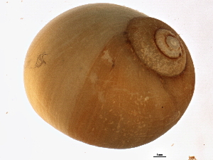  ( - BIOUG12646-B12)  @12 [ ] CreativeCommons - Attribution (2014) CBG Photography Group Centre for Biodiversity Genomics