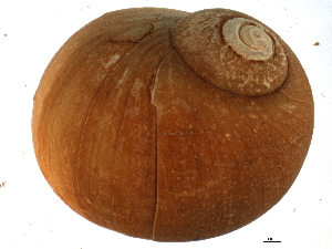  ( - BIOUG12646-D01)  @13 [ ] CreativeCommons - Attribution (2014) CBG Photography Group Centre for Biodiversity Genomics