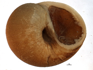  ( - BIOUG12646-D01)  @13 [ ] CreativeCommons - Attribution (2014) CBG Photography Group Centre for Biodiversity Genomics