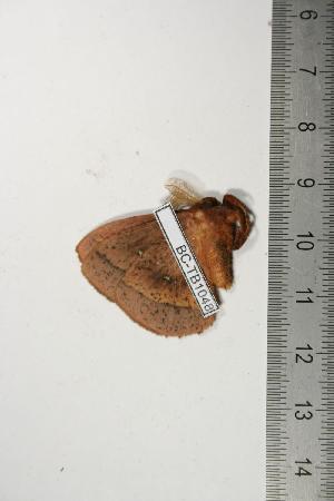  ( - BC-TB1048)  @12 [ ] Copyright (2010) Thierry Bouyer Research Collection of Thierry Bouyer