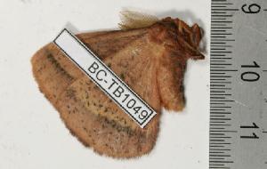  ( - BC-TB1049)  @12 [ ] Copyright (2010) Thierry Bouyer Research Collection of Thierry Bouyer