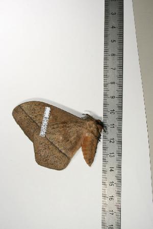  ( - BC-TB1081)  @13 [ ] Copyright (2010) Thierry Bouyer Research Collection of Thierry Bouyer