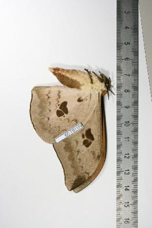  ( - BC-TB1109)  @12 [ ] Copyright (2010) Thierry Bouyer Research Collection of Thierry Bouyer