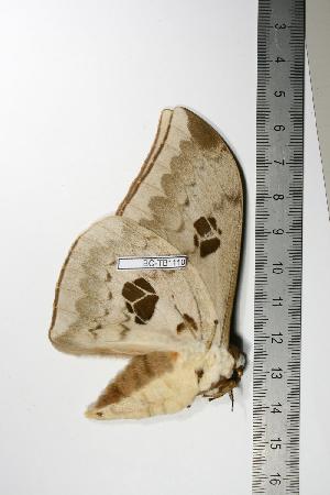  ( - BC-TB1110)  @12 [ ] Copyright (2010) Thierry Bouyer Research Collection of Thierry Bouyer