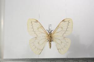  ( - BC-TB1164)  @13 [ ] Copyright (2010) Thierry Bouyer Research Collection of Thierry Bouyer