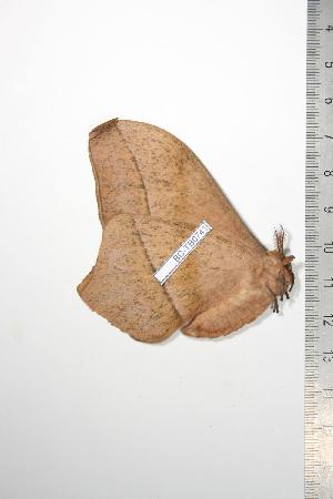  ( - BC-TB0741)  @13 [ ] Copyright (2010) Thierry Bouyer Research Collection of Thierry Bouyer