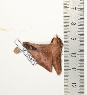  ( - BC-TB0872)  @12 [ ] Copyright (2010) Thierry Bouyer Research Collection of Thierry Bouyer