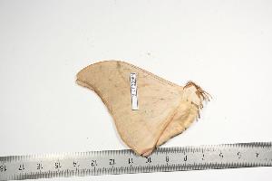  ( - BC-TB0984)  @13 [ ] Copyright (2010) Thierry Bouyer Research Collection of Thierry Bouyer