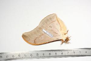  ( - BC-TB0989)  @13 [ ] Copyright (2010) Thierry Bouyer Research Collection of Thierry Bouyer