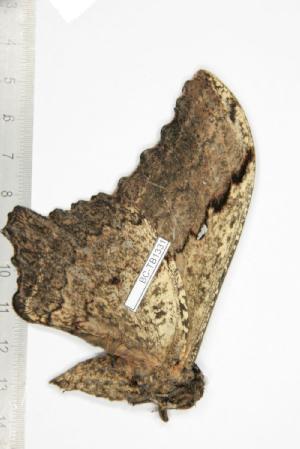  ( - BC-TB1331)  @12 [ ] Copyright (2010) Thierry Bouyer Research Collection of Thierry Bouyer