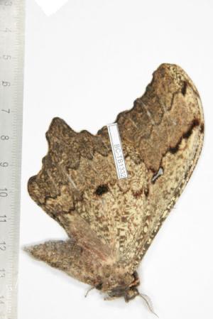  ( - BC-TB1332)  @12 [ ] Copyright (2010) Thierry Bouyer Research Collection of Thierry Bouyer