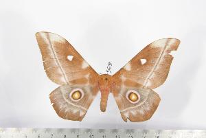  ( - BC-TB1398)  @13 [ ] Copyright (2010) Thierry Bouyer Research Collection of Thierry Bouyer